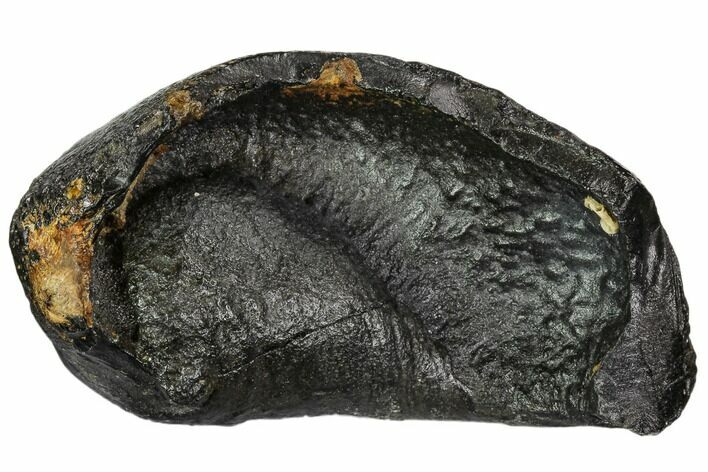 Fossil Whale Ear Bone - Miocene #109252